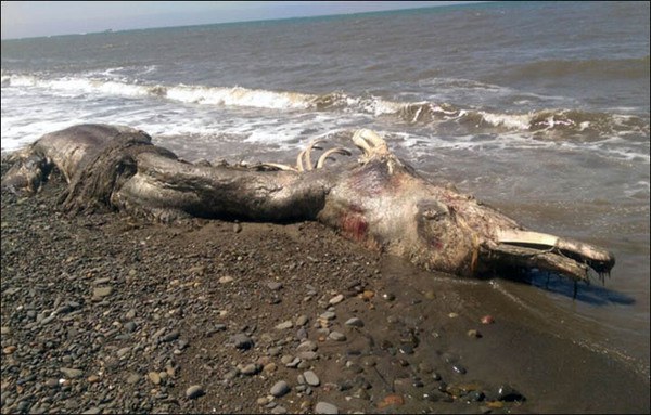 Sachalino pakrantėje rasti dar vienos neidentifikuotos jūrų pabaisos palaikai 